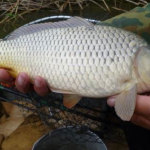 osennijj-marafon-belyjj-klyk-31