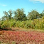 prosto-otpusk-v-delte-volgi_2